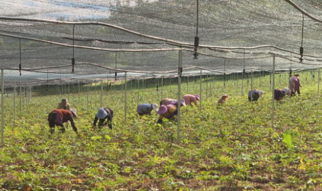 中草药种植基地,绿色财富的摇篮与乡村振兴的引擎”