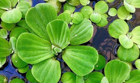 室内水生植物,水生植物的家居美化之道