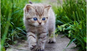 娱乐吃瓜酱猫尾巴,揭秘娱乐圈那些不为人知的幕后故事