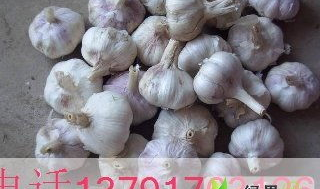 金乡大蒜行情,供需变化与产业升级并行”